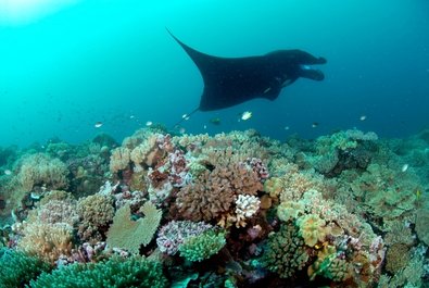 Great Astrolabe Reef