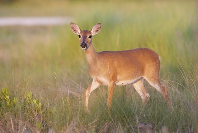 National Key Deer Refuge