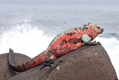 Galapagos wildlife