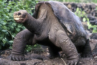 Galápagos National Park