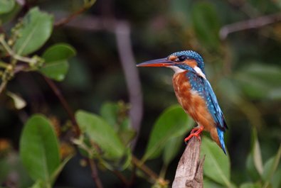 The Dr. Salim Ali Bird Sanctuary