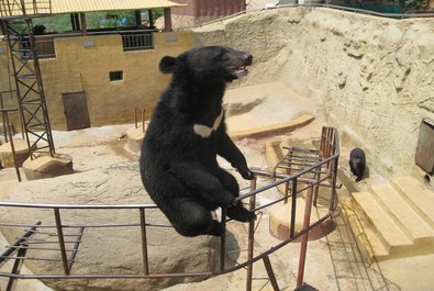 Sun Bears
