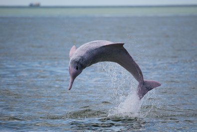 Spotting Pink Dolphins