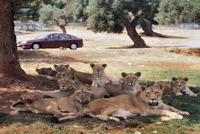 Zoo Safari