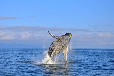 Whale Watching