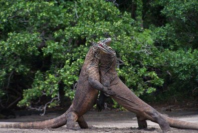 Komodo Dragons