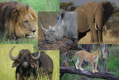 Watch Big Five