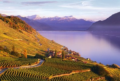 Lavaux vineyards