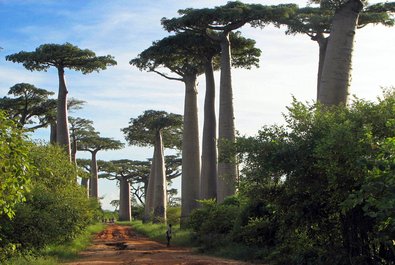 Avenue of the Baobabs