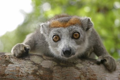 Ranomafana National Park