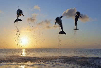 Dolphin Watching