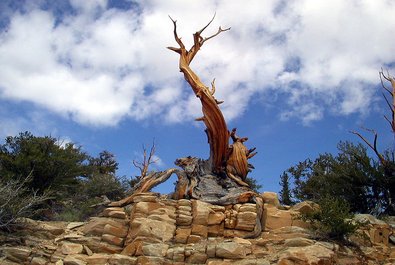 5,000 yr Old Bristlecone Pines