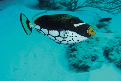 Coral reef diving