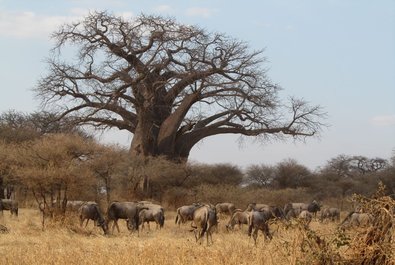 Tarangire National Park