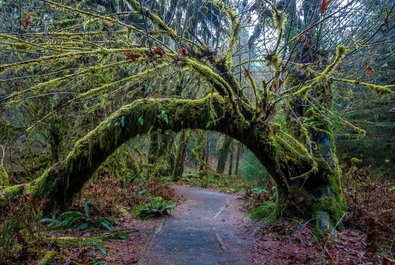 Hall of Moss Trail