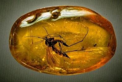 Palanga Museum of Amber