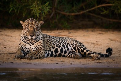 Jaguar Tracking Tour