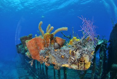 Nassau Diving