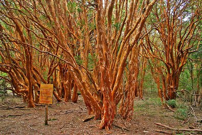 Arrayanes forest