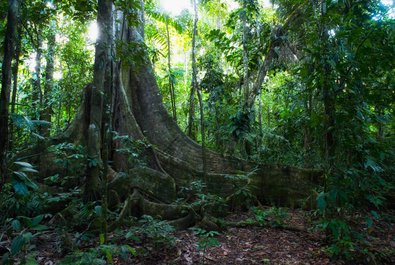 Tambopata National Reserve