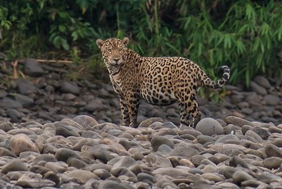 Bahuaja-Sonene National Park