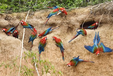 Macaw&#39;s Clay Lick