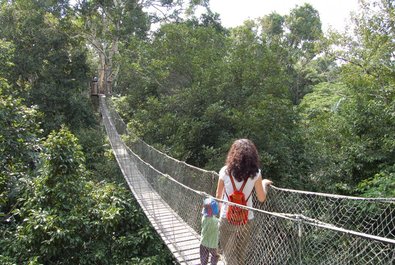 Canopy Walk, Tambopata