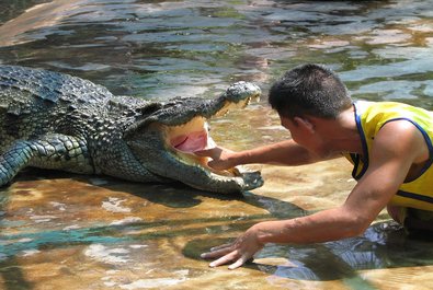 Crocodile Farm