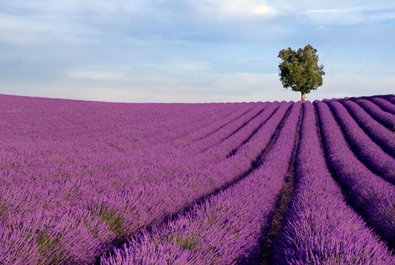 Lavender fields