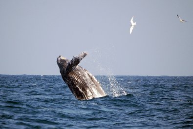 Marine Life Observation