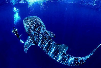 Cozumel island diving