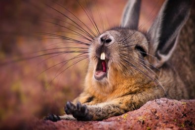 Viscacha Area