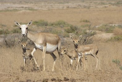 Jeyran Ecological Centre