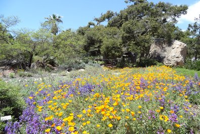 Santa Barbara Botanic Garden