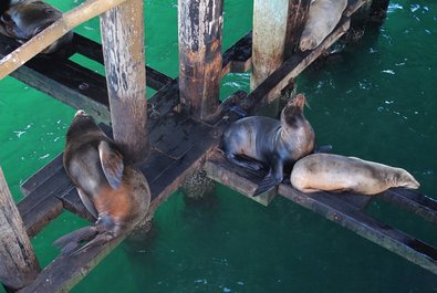 Santa Cruz Wharf