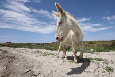 National Park of the Asinara island