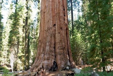 General Sherman Tree, Giant Forest