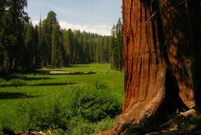 Crescent Meadow