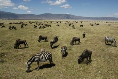 Ngorongoro Crater