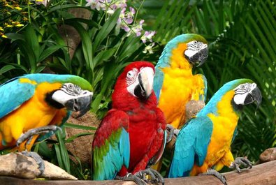 Jurong BirdPark