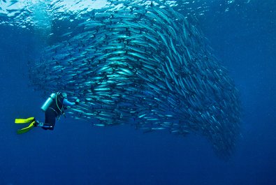 Barracuda Point