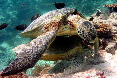 Snorkeling