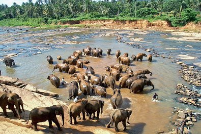 Pinnawala Elephant Orphanage