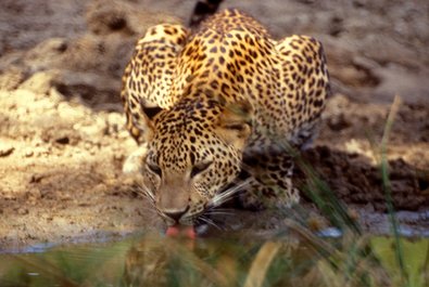 Yala National Park