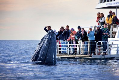 Whale Watching