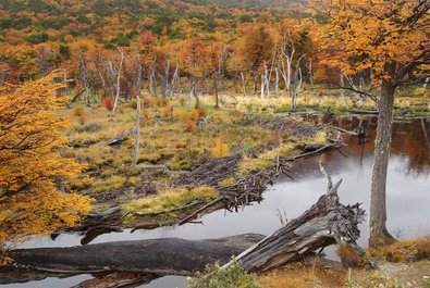 Parque Nacional Tierra del Fuego