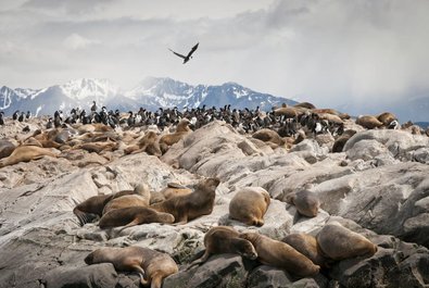 Beagle Channel cruise