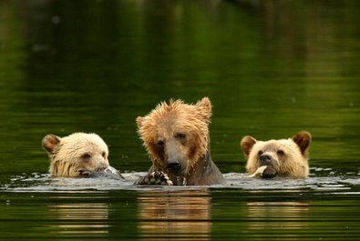 Grizzly Tours