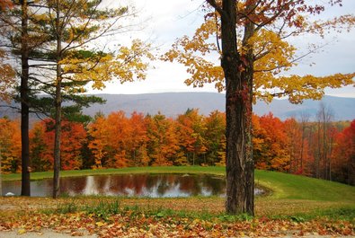 Fall foliage