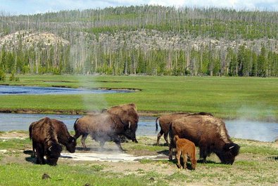 Lamar Valley: wildlife